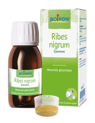 RIBES NIGRUM