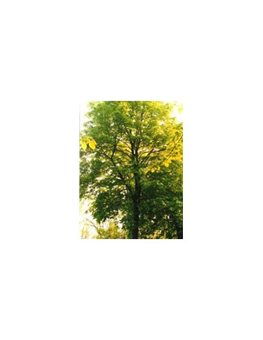 TSA TILIA EUROPEA 50ML